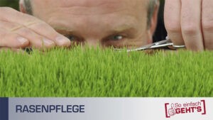 Rasenpflege